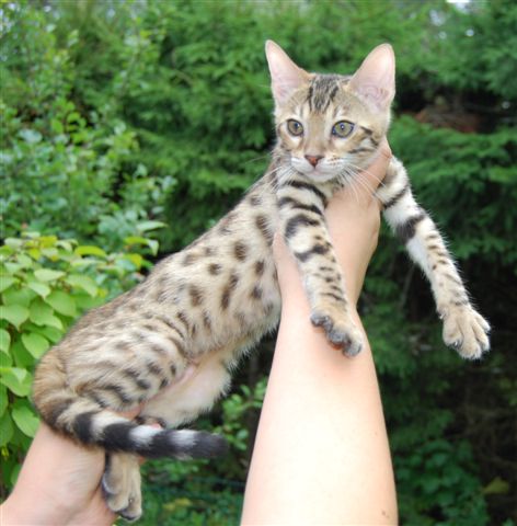 Africasia Dotty A Dorable